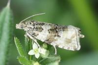 Orthotaenia undulana