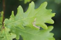 Stigmella