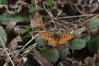 Boloria euphrosyne