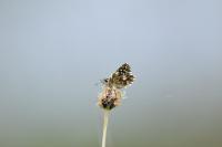 Pyrgus malvae