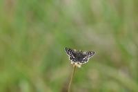 Pyrgus malvae