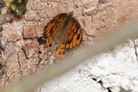Lasiommata megera