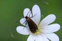 Cauchas rufimitrella