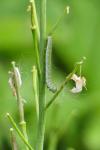 Anthocharis cardamines