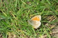 Coenonympha pamphilus