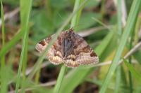 Euclidia glyphica