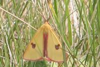 Diacrisia sannio