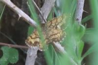 Ematurga atomaria