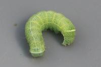 Orthosia cerasi