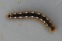 Trichiura crataegi