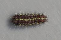Aglaope infausta