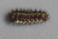 Aglaope infausta