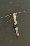 Argyresthia spinosella