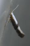 Argyresthia spinosella