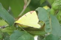 Opisthograptis luteolata