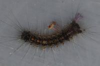 Lymantria dispar