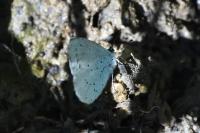 Celastrina argiolus