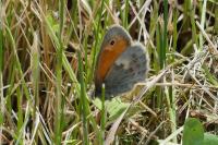 Coenonympha pamphilus