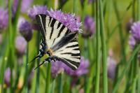 Iphiclides podalirius