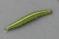 Ypsolopha scabrella