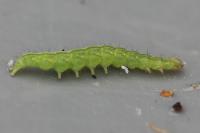 Ypsolopha scabrella