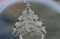 Aplocera plagiata