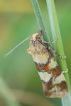 Aethes tesserana