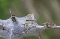 Eriogaster lanestris