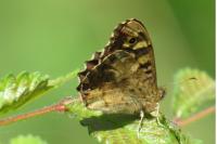 Pararge aegeria