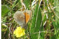 Coenonympha pamphilus
