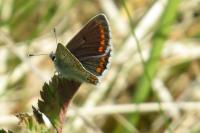 Aricia agestis