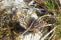 Pyrgus malvae