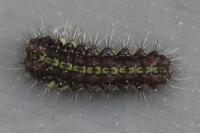 Aglaope infausta