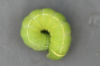 Orthosia cerasi