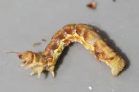 Erannis defoliaria