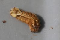 Quercusia quercus