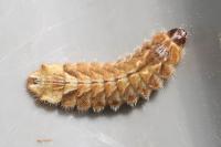 Quercusia quercus