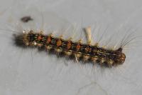 Lymantria dispar