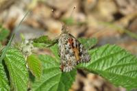Vanessa cardui