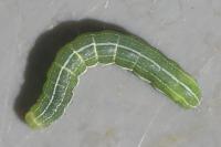 Orthosia gothica