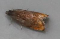 Pammene rhediella