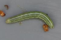 Cosmia trapezina