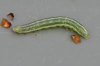 Cosmia trapezina