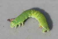 Epirrita