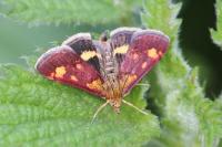 Pyrausta aurata
