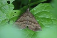 Hypena proboscidalis