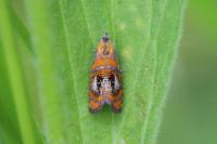 Olethreutes arcuella