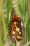 Arctia testudinaria