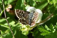 Pyrgus malvae