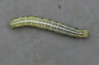 Cosmia affinis